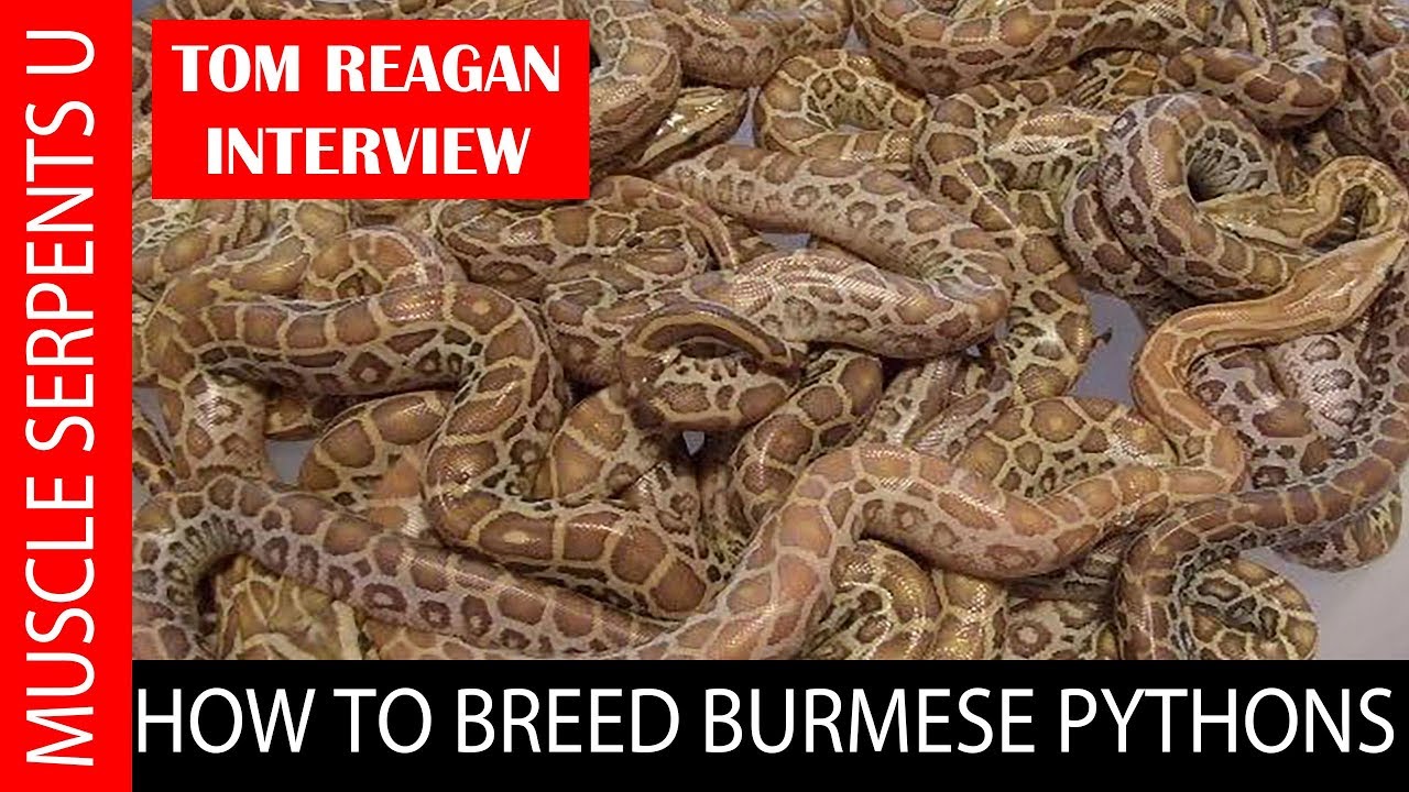 BURMESE PYTHONS BREEDING SECRETS with TOM REAGAN