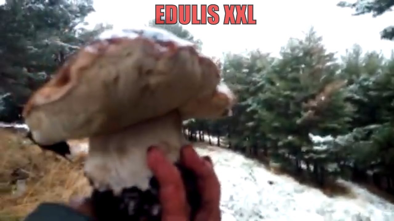🍄Boletus Edulis XXL❄️en la nieve❄️ EPIC ZONE😱