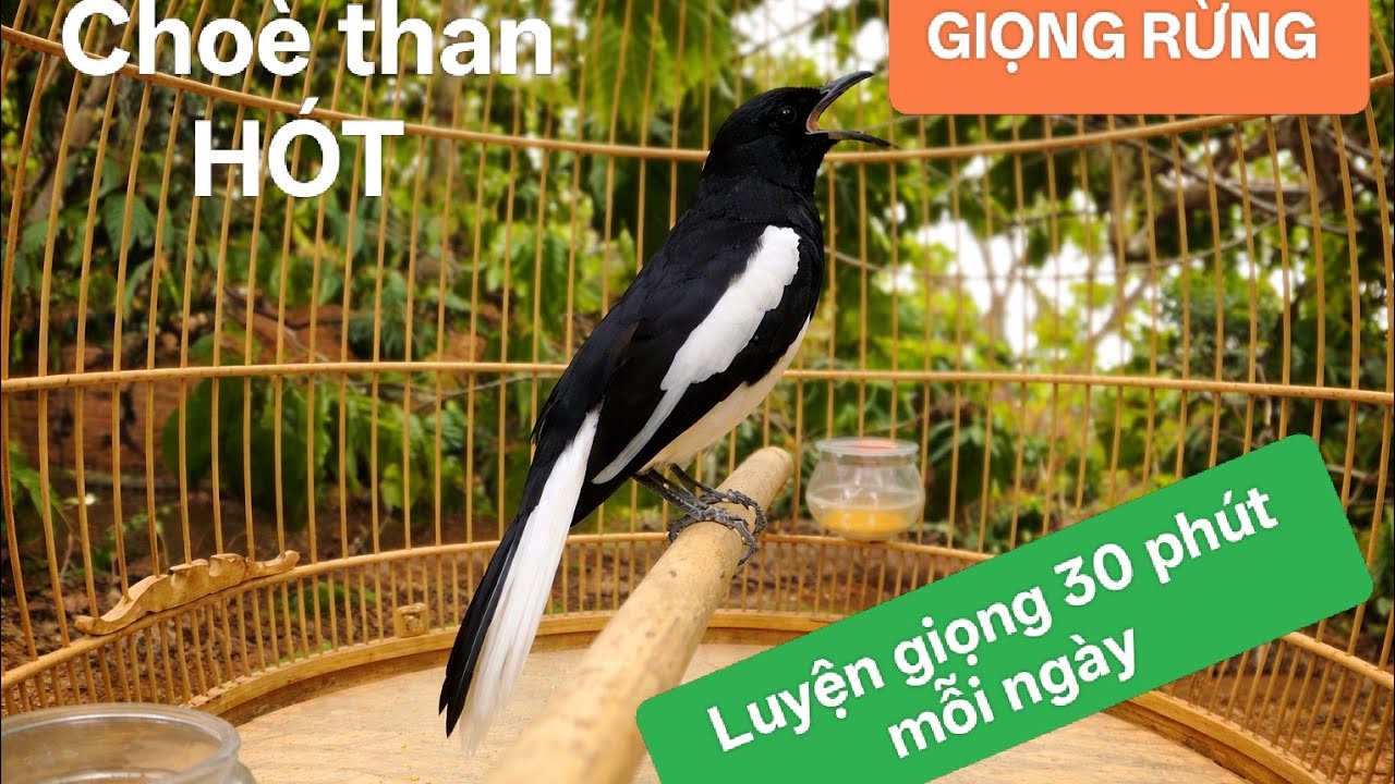 Choè than hót, KÍCH BỔI , luyện giọng 30 phút mỗi ngày #choethan #birds 