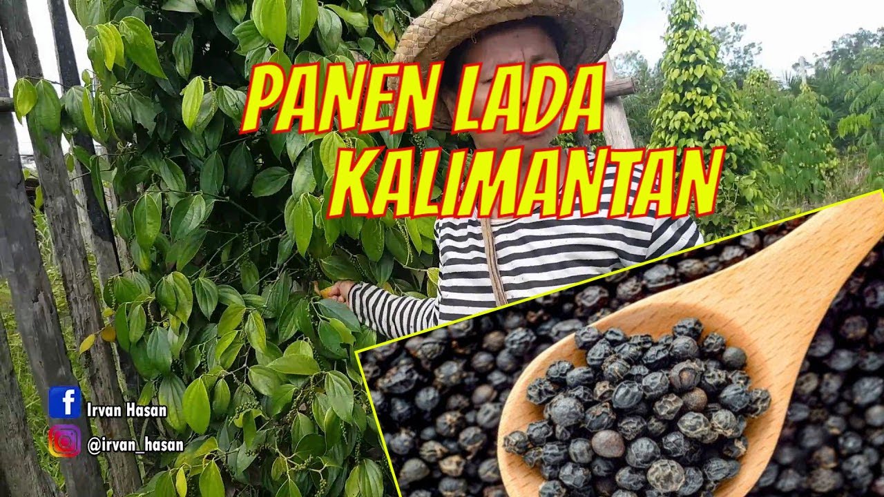 Panen LADA KALIMANTAN mulai dipetik hingga dijemur menjadi LADA HITAM yang siap untuk dijual