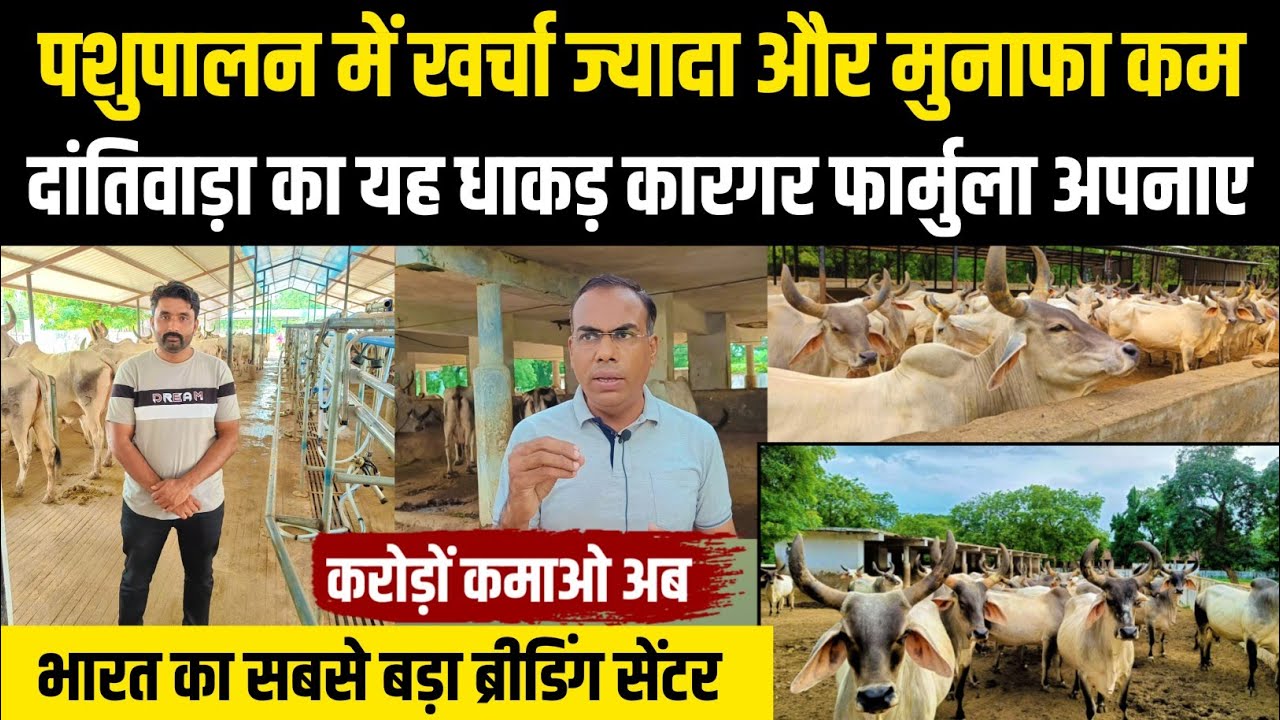 👍गारंटी, पशुपालन में मुनाफा होगा अब दोगुना ।। Dantiwada Kankrej semen centre