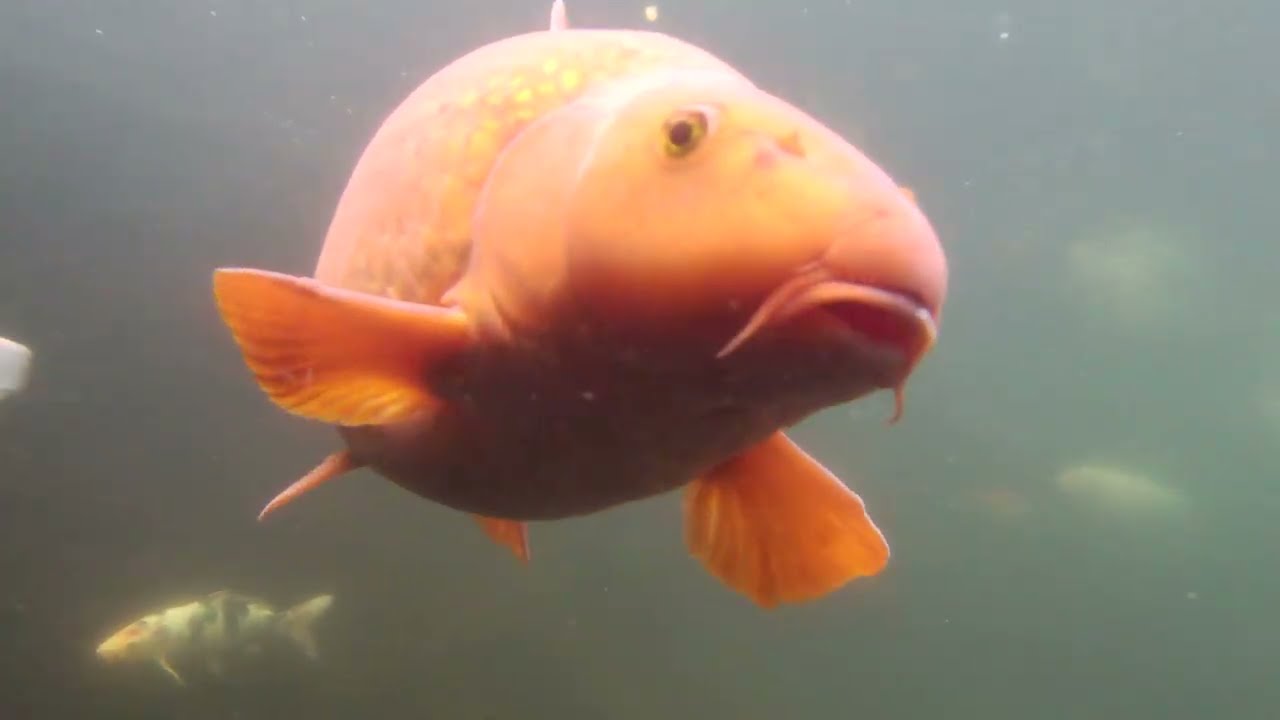 A fish eye view of my koi pond