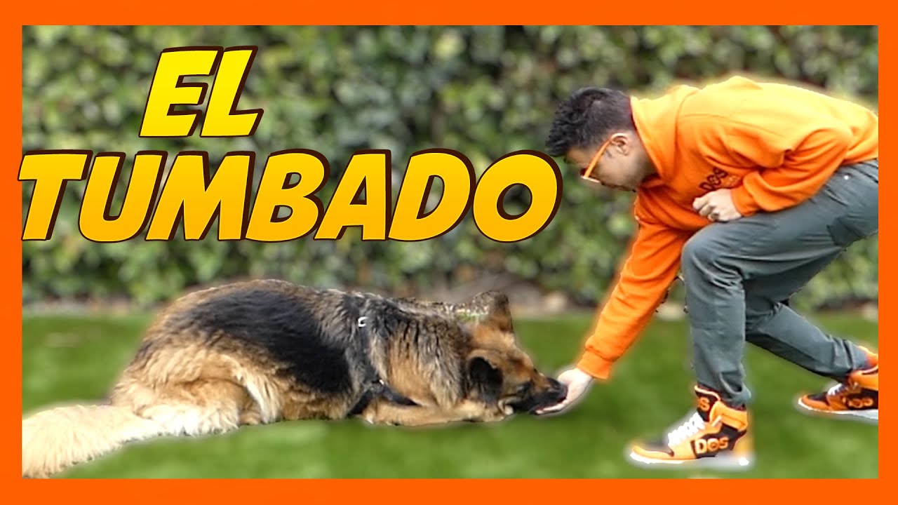 Enseñar al perro a tumbarse PASO A PASO 📝 | Adiestramiento Canino 🐶