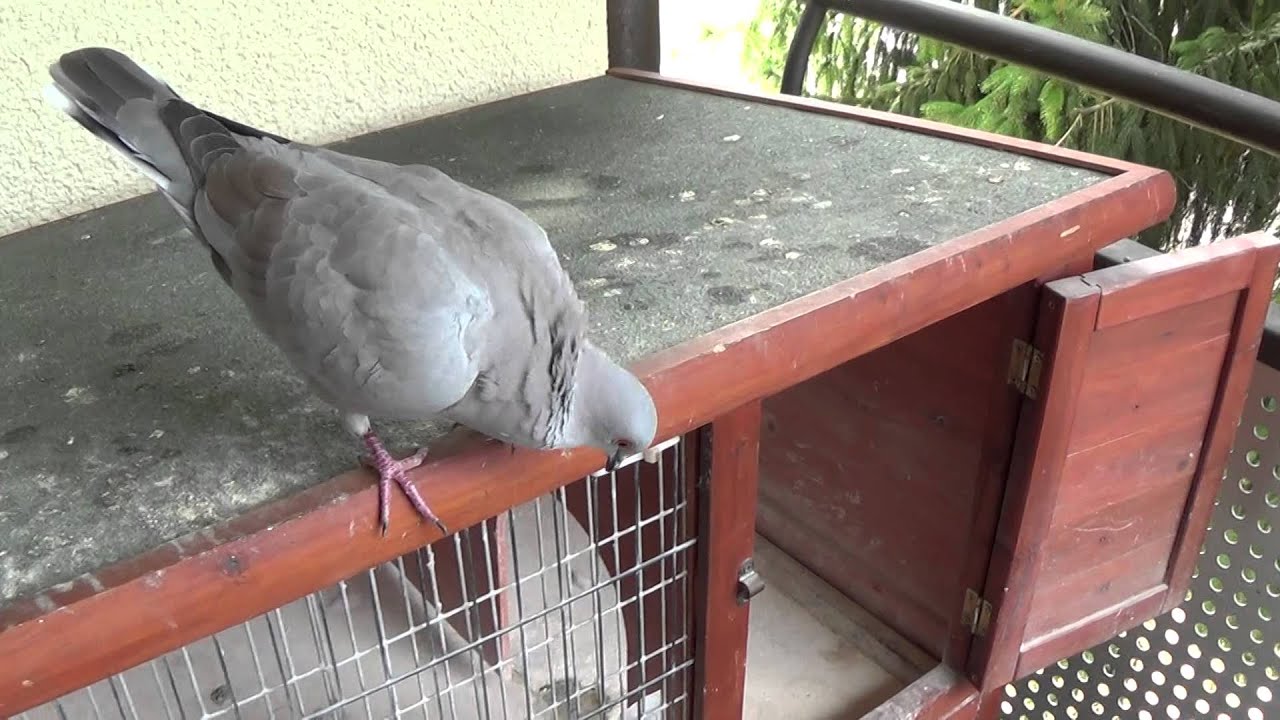 Hybrid pigeon. Father : Collared Doves X Laughing Dove Cock. Mother : Racing Pigeon Hen
