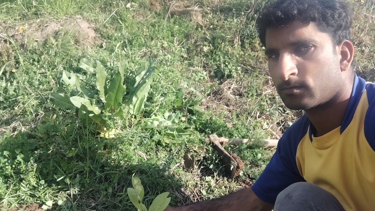 Aaj paudhe lagye