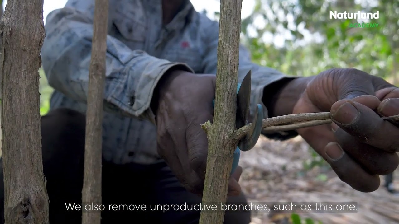 Gukonorera ikawa n’ibiti bitanga igicucu no gusasira // Pruning of coffee & shade trees, mulching