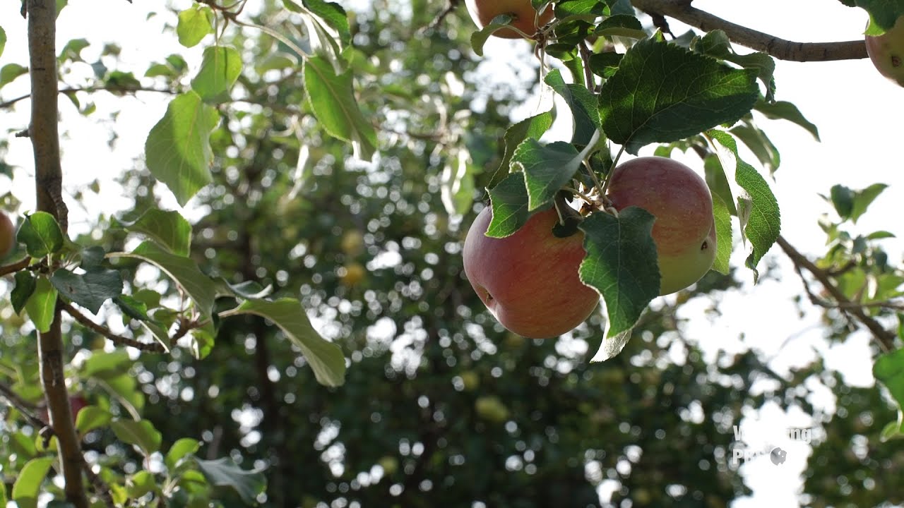 Wyoming's Heritage Apples - Our Wyoming
