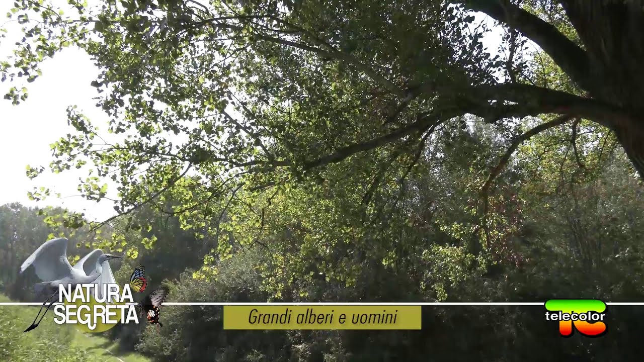 Natura segreta: grandi alberi e uomini
