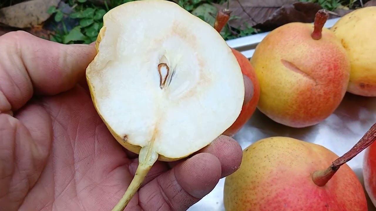 Груша АЛНАХ. Новинкою задоволений.