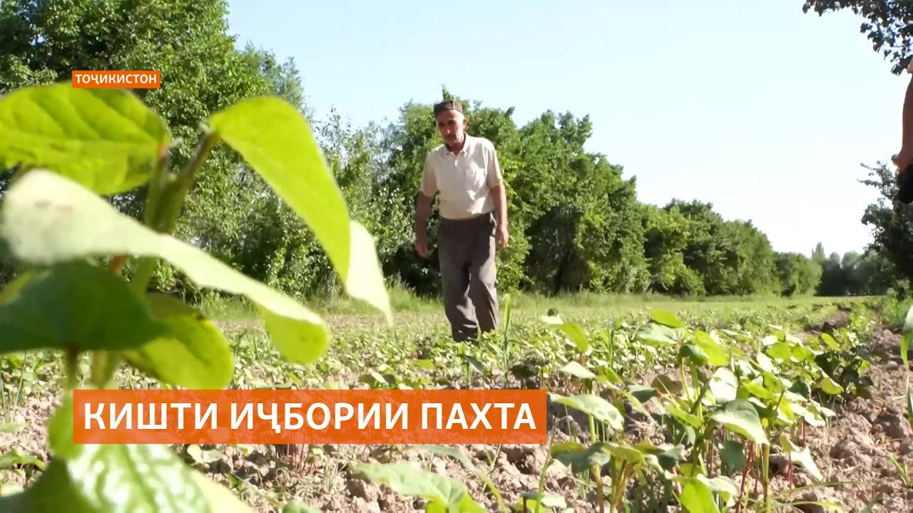 Кишоварзони тоҷик аз кишти иҷбории пахта нороҳат будаанд