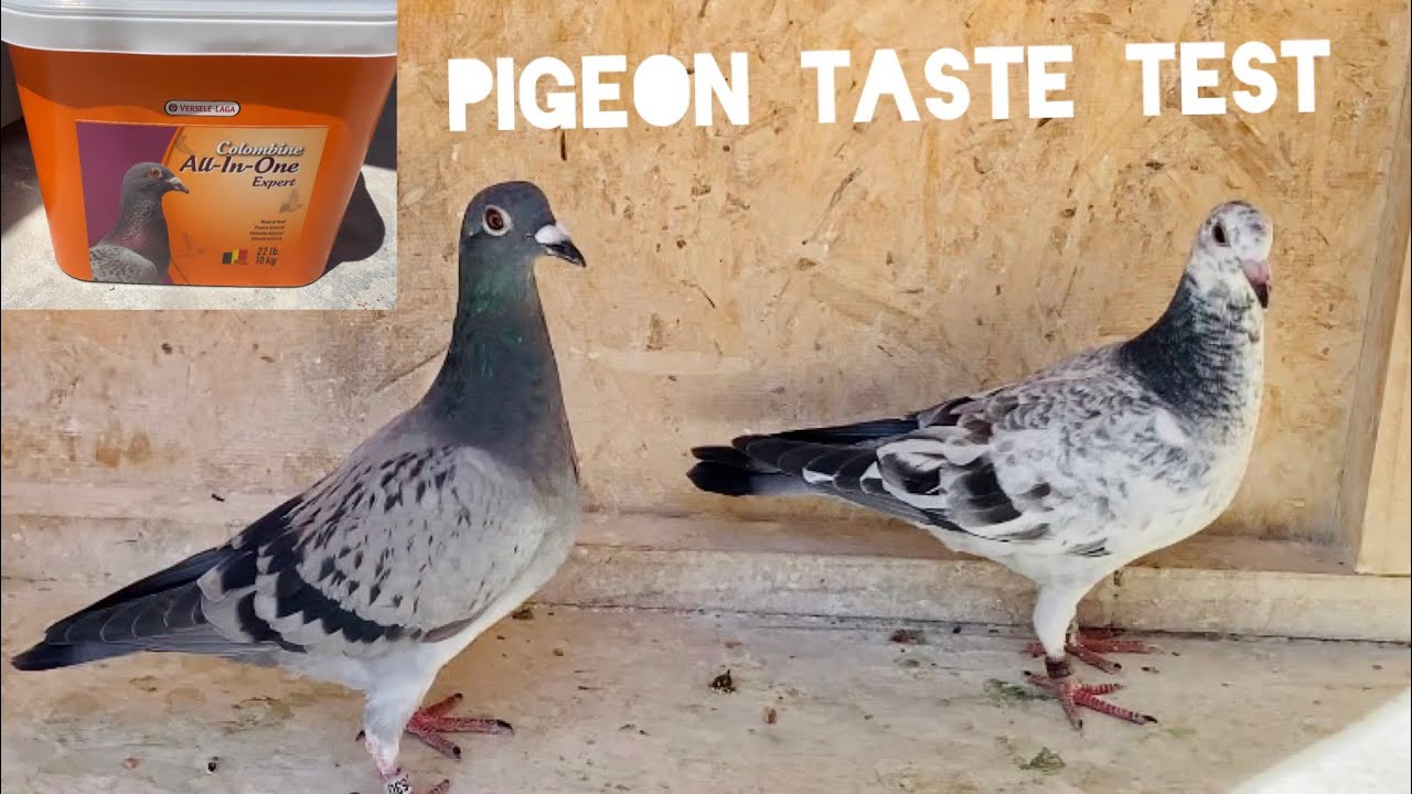 PIGEON TASTE TEST! Racing Pigeon **New** All-in-One Mineral