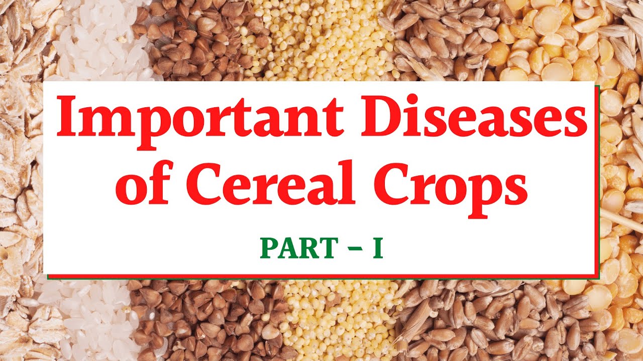 Important Diseases of Cereal Crops आनाज वाली फसलों के मुख्य रोग For All Agriculture Exams