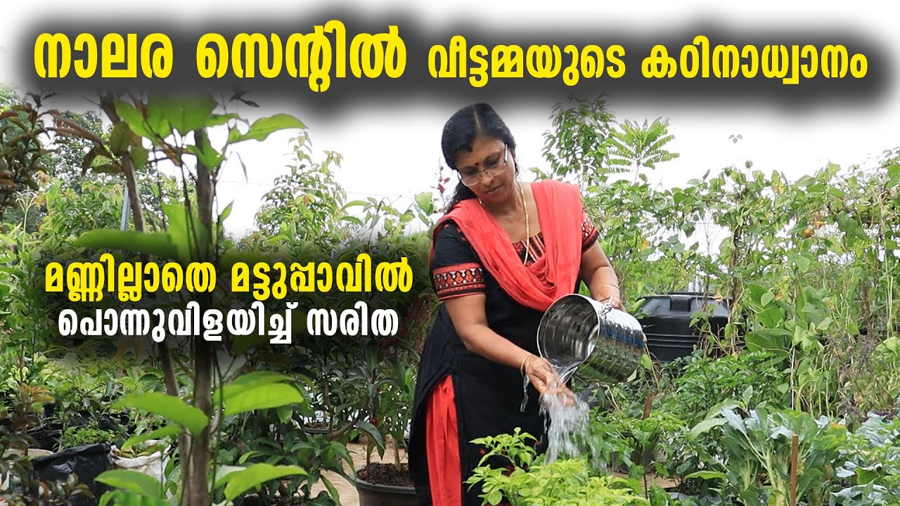 നാലര സെന്റിൽ വീട്ടമ്മയുടെ കഠിനാധ്വാനം | മണ്ണില്ലാതെ മട്ടുപ്പാവിൽ പൊന്നുവിളയിച്ച്  സരിത