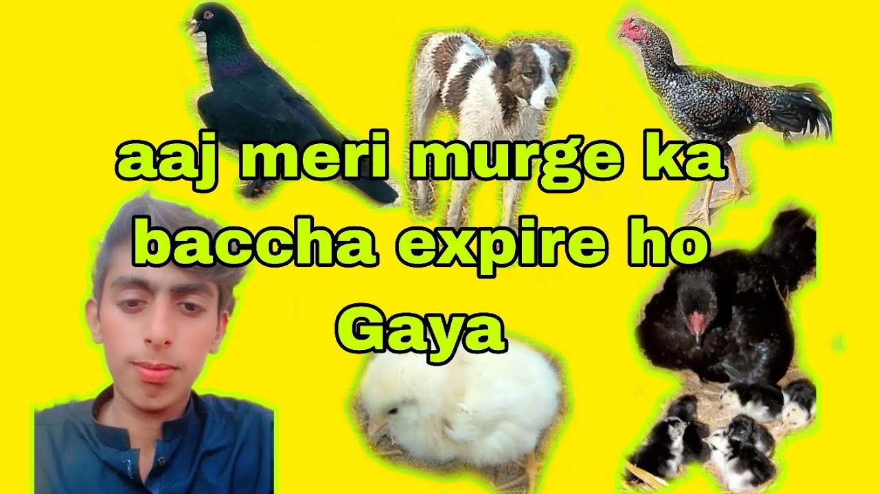 Aaj meri murgi ka baccha expire ho Gaya 🐥🐥🥹