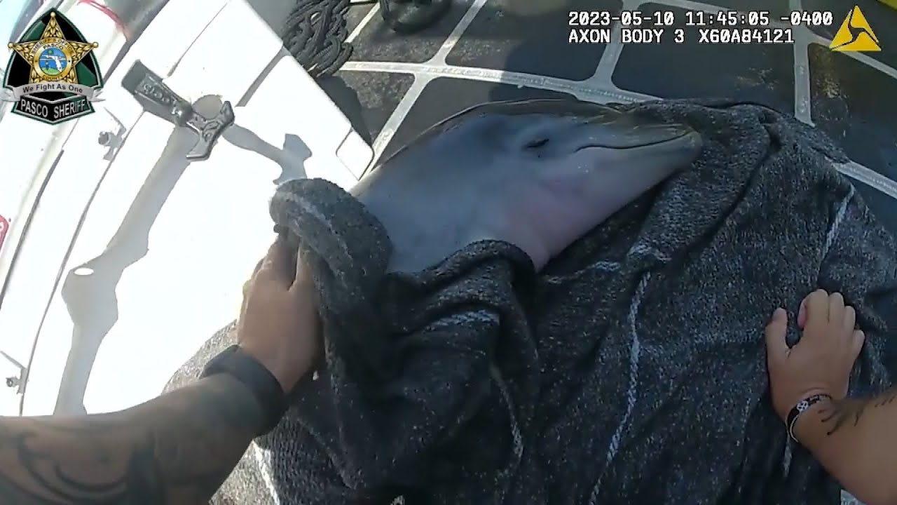 Baby Dolphin Struggling to Breathe Rescued in Florida