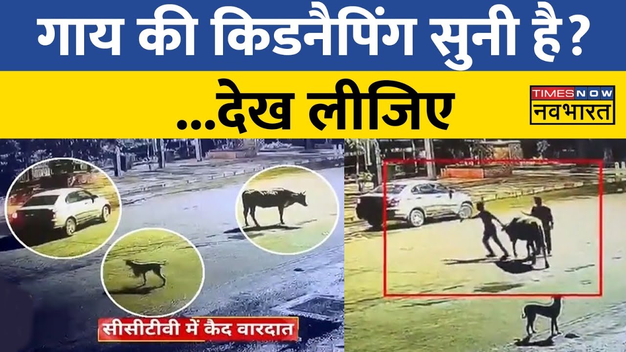 Maharashtra के Nashik में गाय की अजीबोगरीब चोरी, CCTV में रिकॉर्ड घटना ! | Latest Hindi News