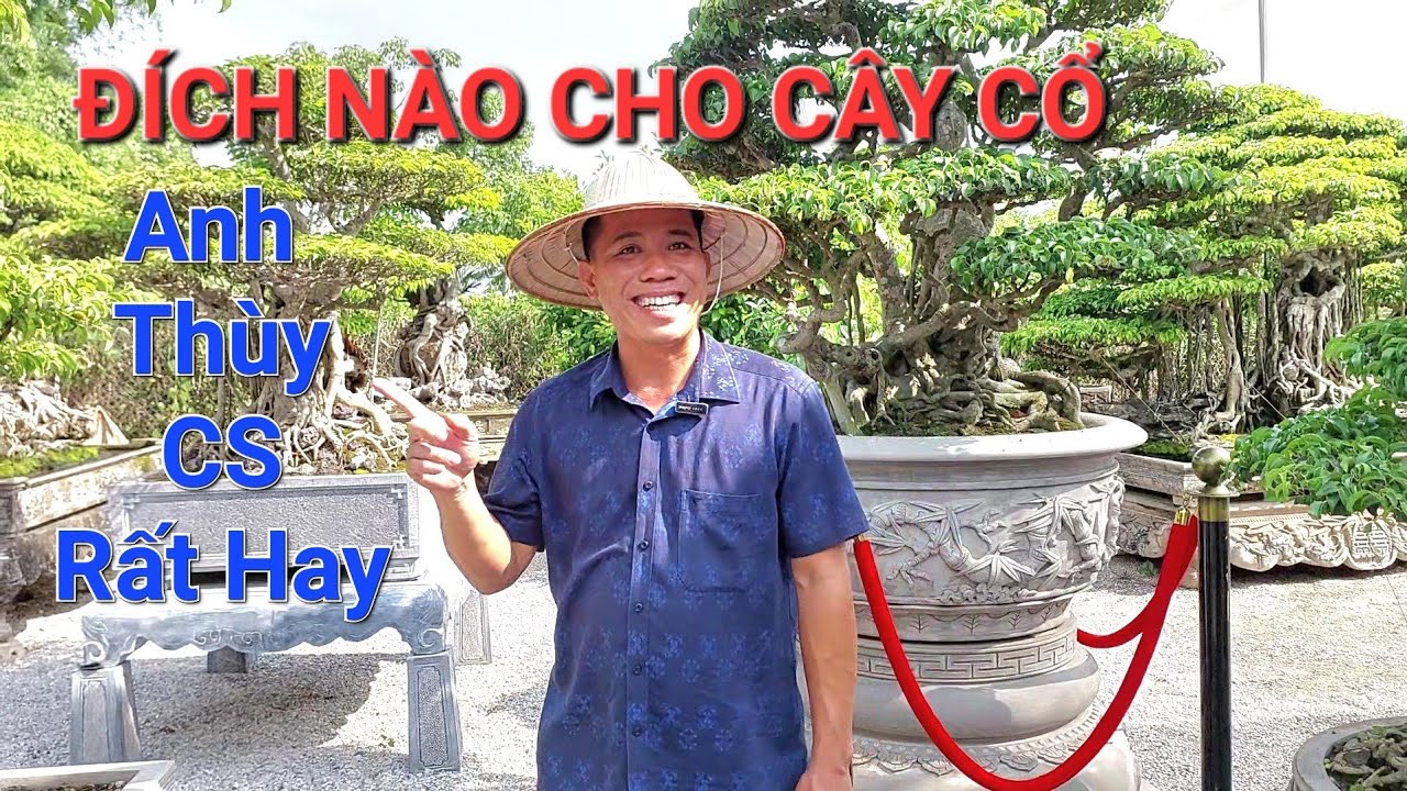 TẠI SAO CÂY CỔ sau này sẽ ÍT DẦN & RẤT GIÁ TRỊ qua chia sẻ của ANH THÙY Hải Phòng .