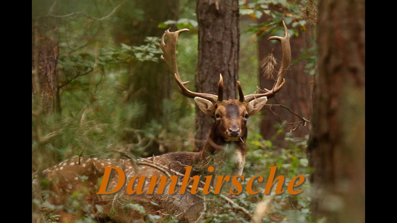 Damwild, Damhirsche. Wildlife und im Wildpark Silz. Fallow deer, wildlife and in the wildlife park