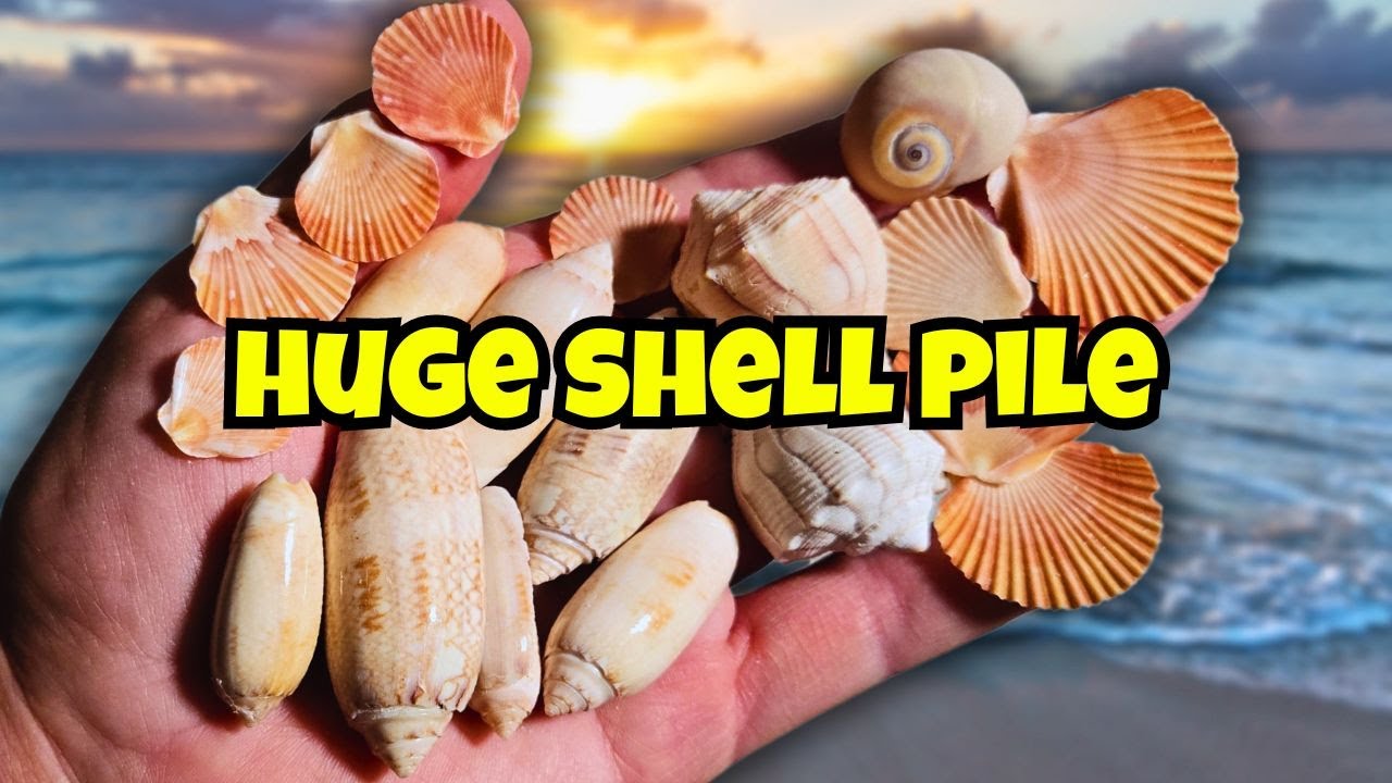 HUGE Navarre Beach Shell Pile