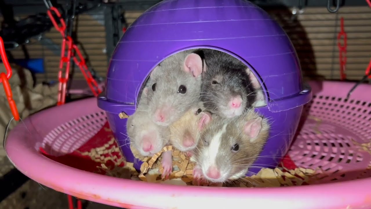 When your rats all love each other - they are just too snuggly! 😭