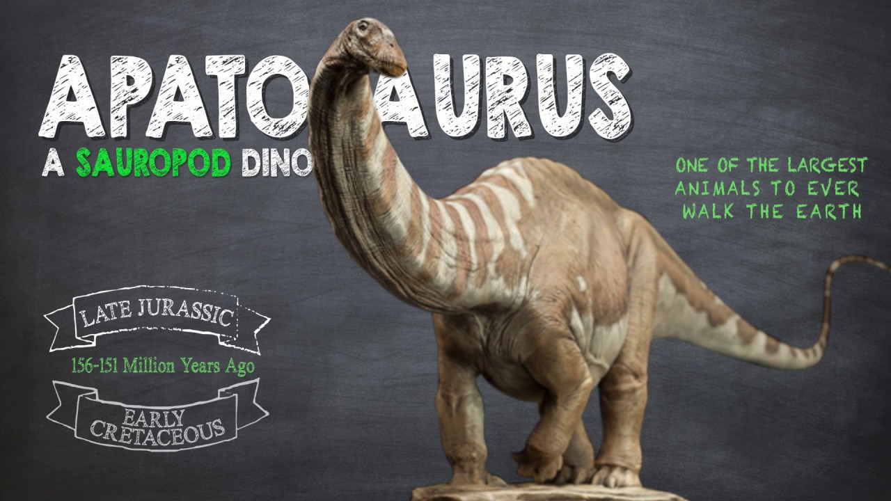 Apatosaurus Facts! A Dinosaur Facts video about the enormous Apatosaurus, also known as Brontosaurus
