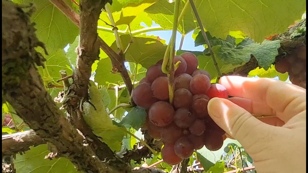🍇Passeio Rural nas Uvas Hersing  Colheita e Degustação Inesquecível #solindicapravc #viagememfamília