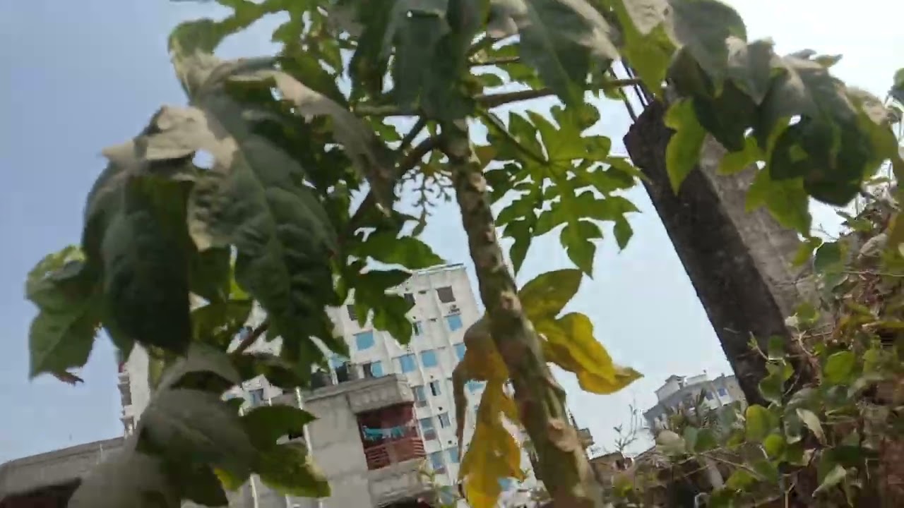ফুলের গাছ গুলো টবে লাগিয়ে মুরগীর বাচ্চা গুলোকে খাবার দিয়ে লেবু পেরে নিলাম।