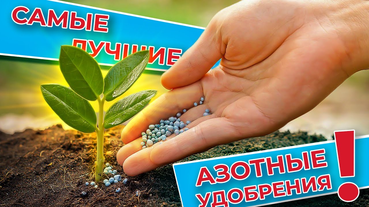 Лучшее азотное удобрение! И азота больше всего и усваиваеться лучше всего👍