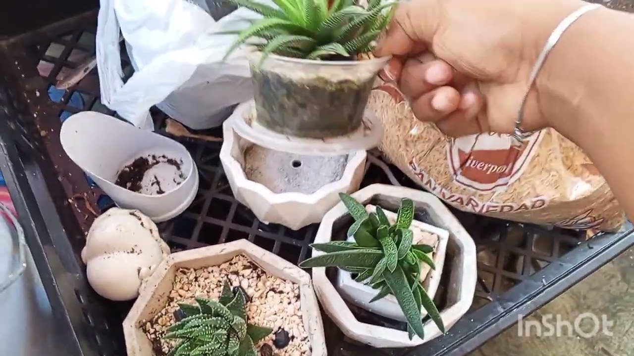 Trasplante de haworthias gasterias y aloes #yoanny #plantas #suculentas y mas 💞