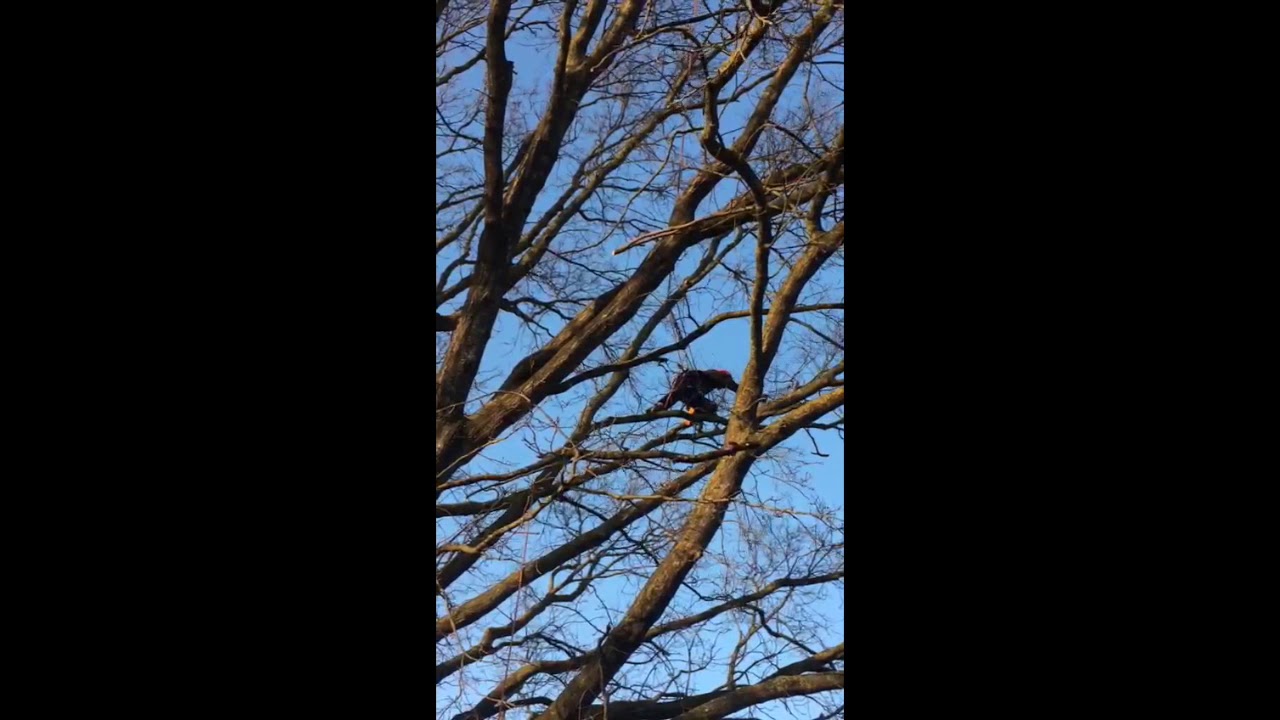 Potatura Di Una Quercia Tree Climbing Winter