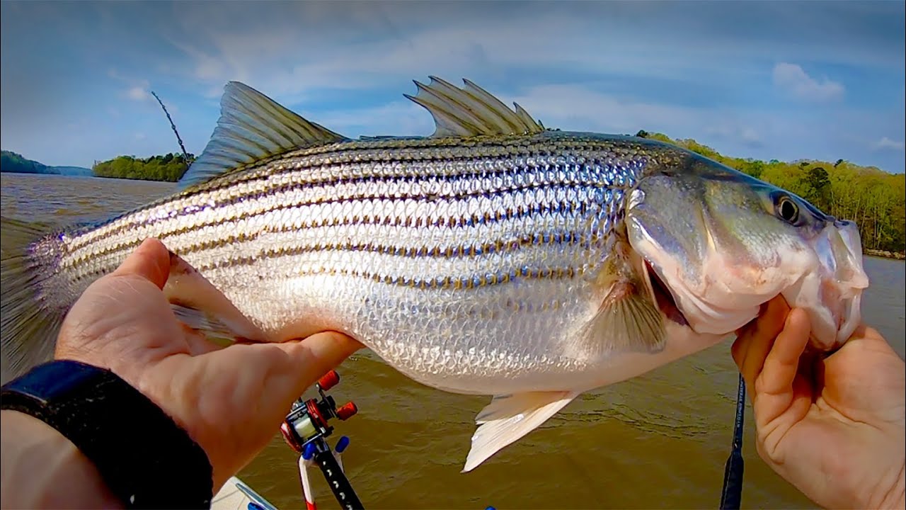 Cut Bait Striper Fishing