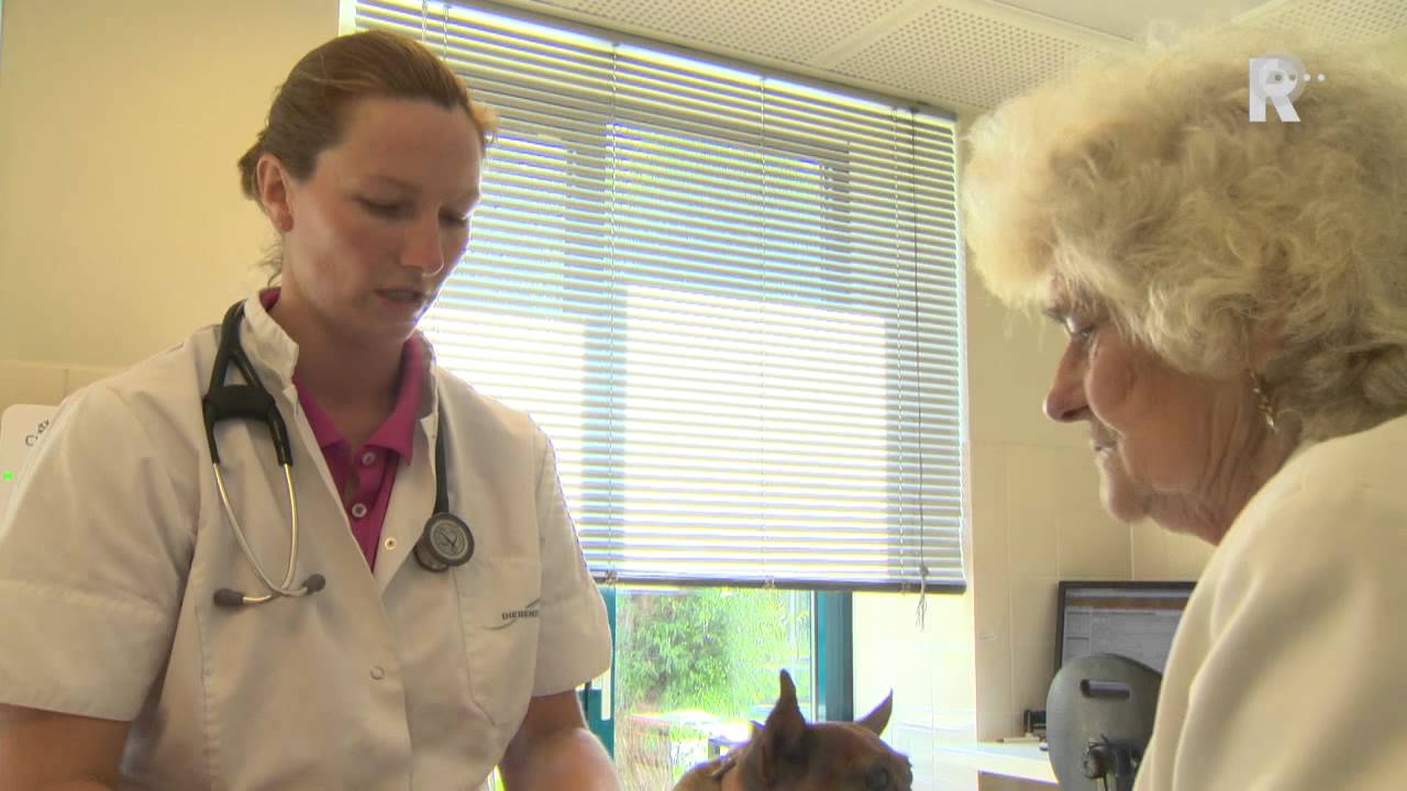 Dierenkliniek start gratis dikke-huisdieren-consult