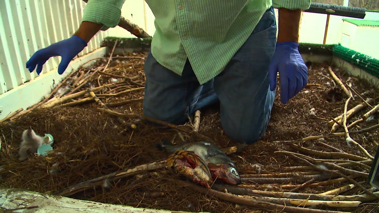 Placing an Eaglet in Nest after Hatching in an Incubator April 11, 2013 (AEF)