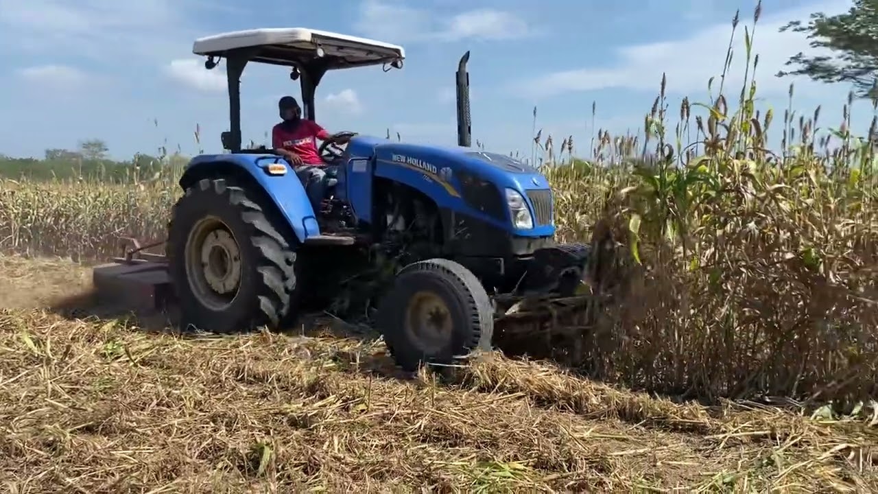Desvarando sorgo 