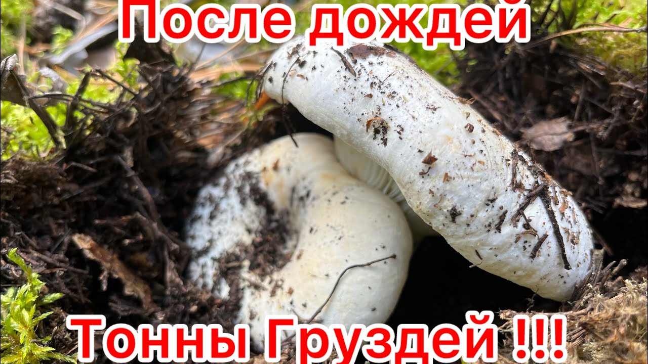 ТОННЫ ГРУЗДЕЙ В ЛЕСУ