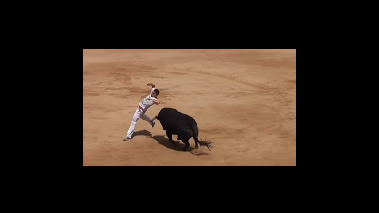 Bull leaping