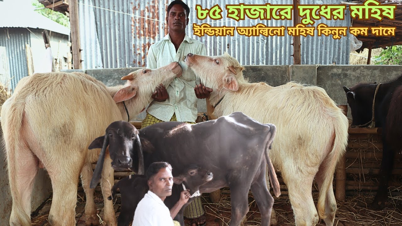 মাত্র ৮৫ হাজারে দুধের মহিষ  | ও ইন্ডিয়ান মহিষ কিনুন একদম পানির দামে | BD Krishi O Khamar