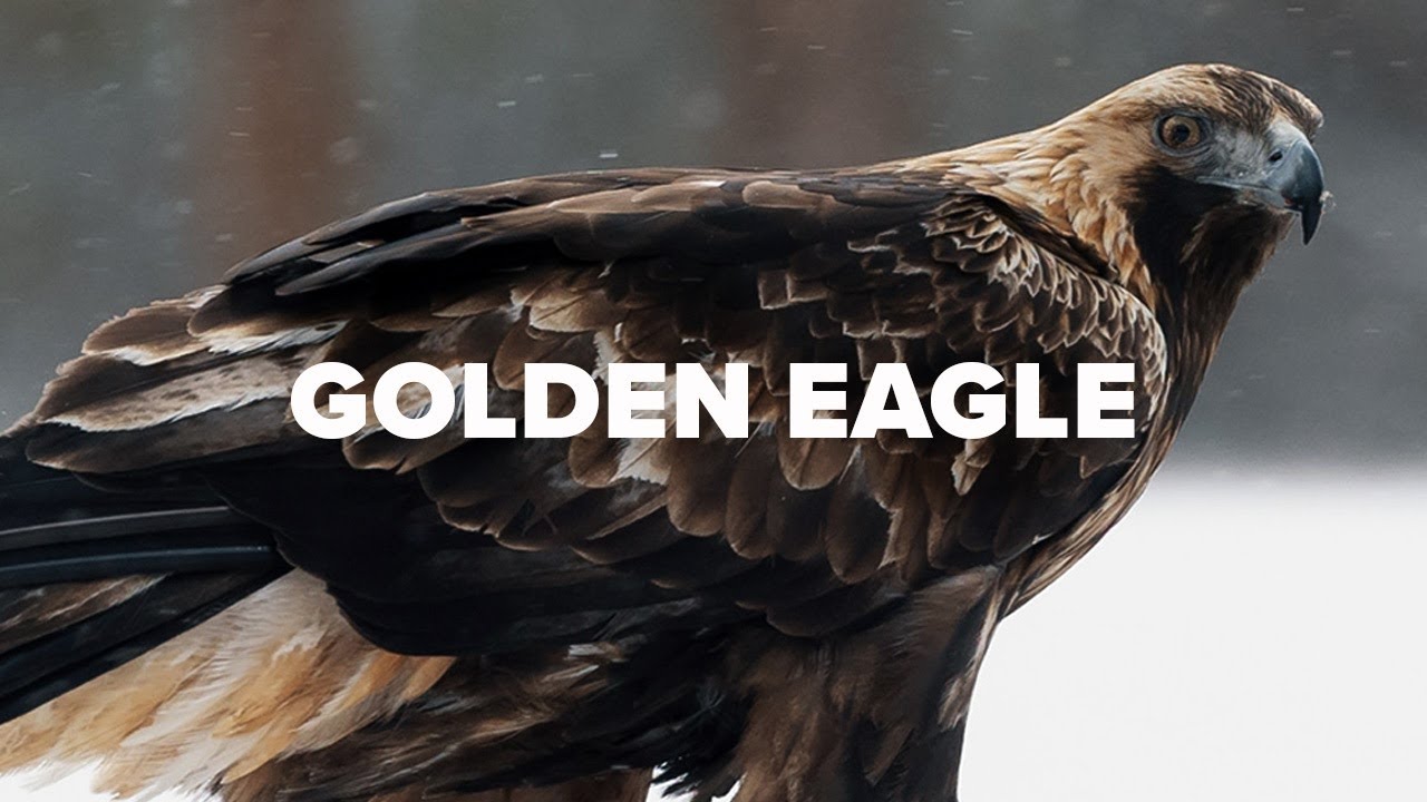 Filming GOLDEN EAGLE with Canon RF 100-500 in a hide in Finland