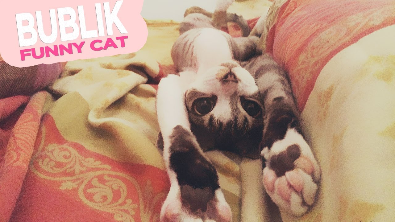 Игривый котёнок знакомится с миром / Девон рекс