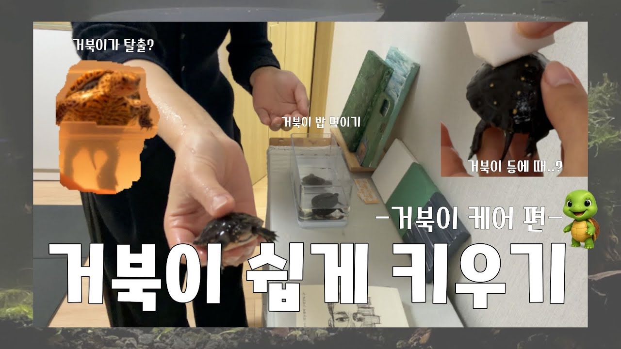 거북이 처음 키우시는 분들을 위한 영상🐢 | 거북이 사료 | 거북이 등 관리 | 해츨링 키우기 | 테라핀 등갑 곰팡이 방지