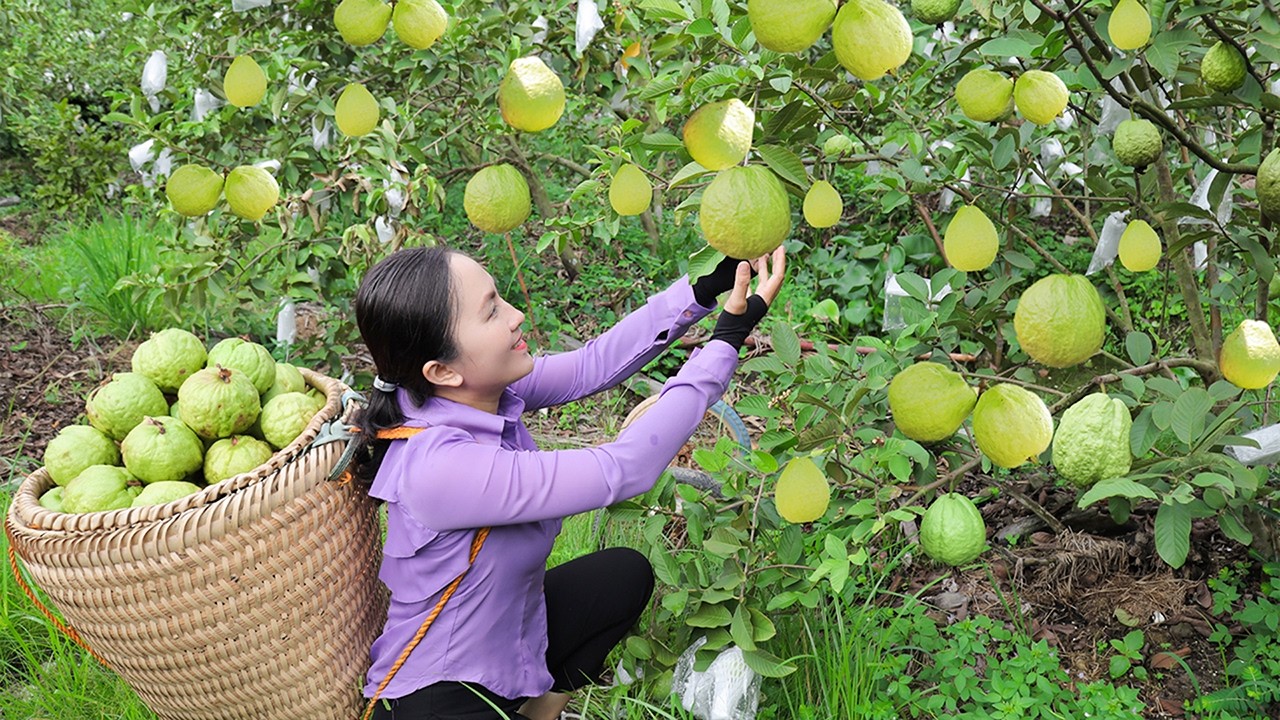 Harvesting 50KG of Nature's Sweets: Harvest A lot Fresh Guavas and Sugarcane for Market Day 🧺✨