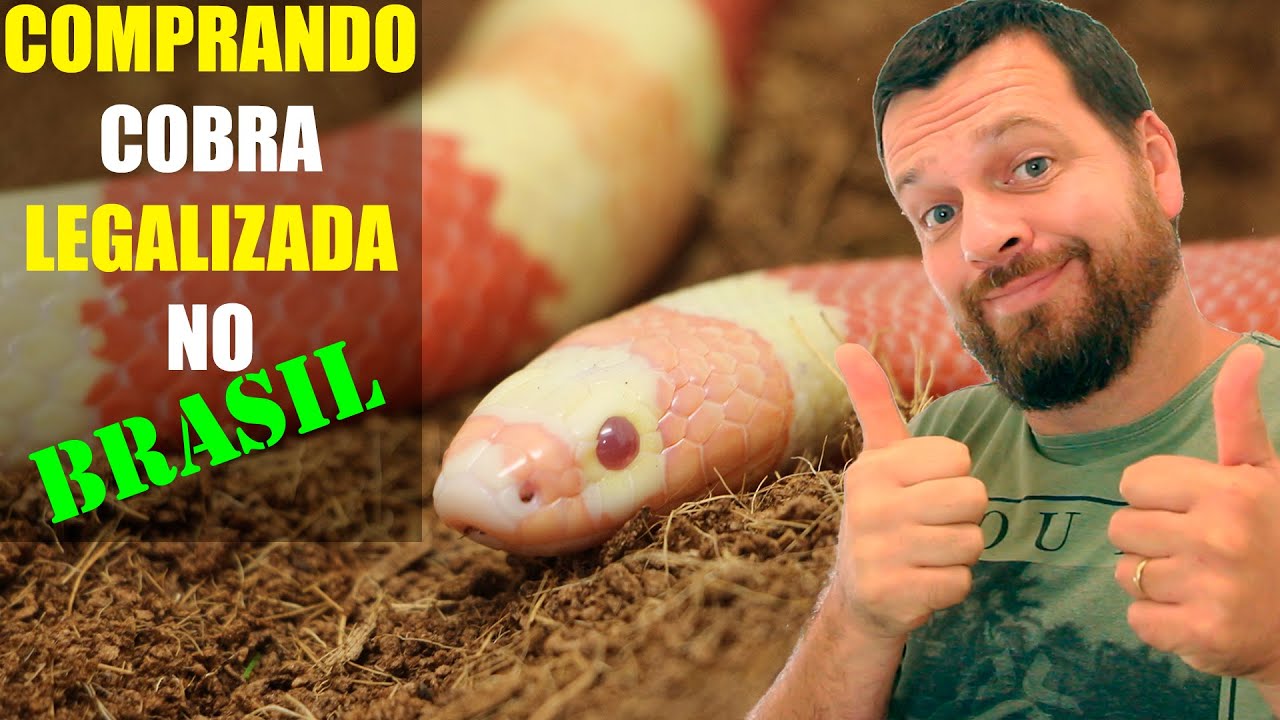Como Comprar Uma Cobra Legalizada no Brasil | comprei uma cobra legal no Brasil #wildeyesEPS