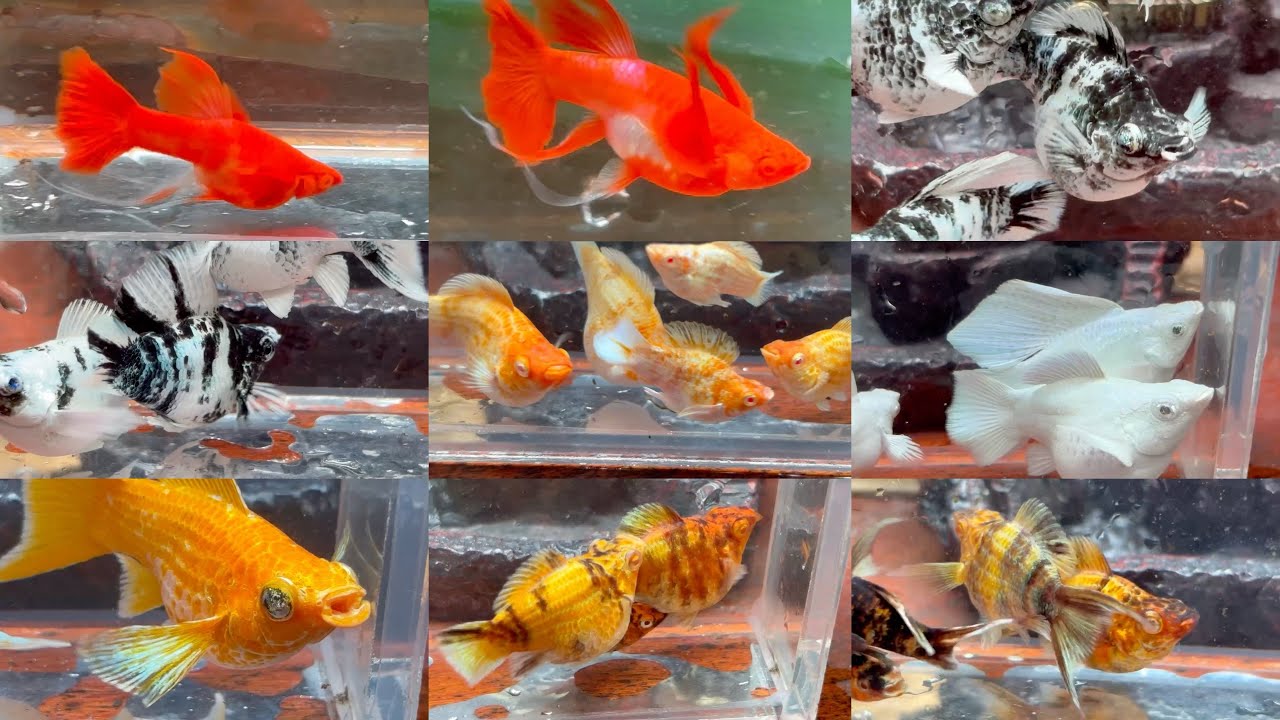 SALE ĐẦU NĂM 26 COMBO MOLLY VÀ KOI RED TUYỂN GIỐNG 