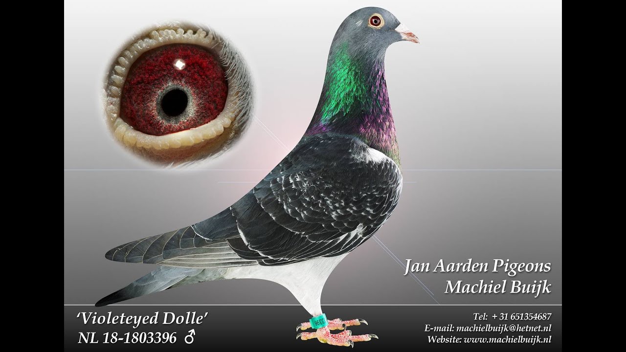100% JAN AARDEN UNBOXING