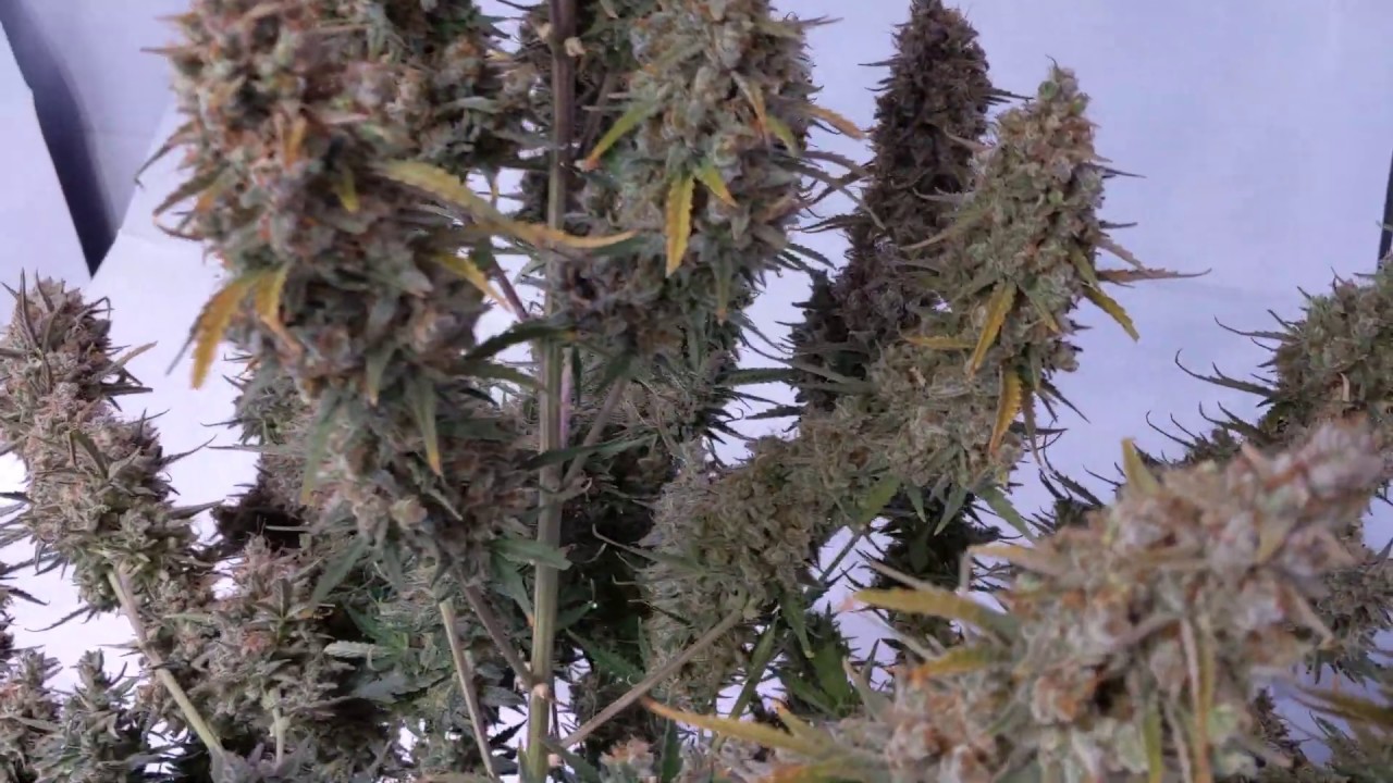Advanced Seeds Jack Herer Auto - Day 76 Harvest