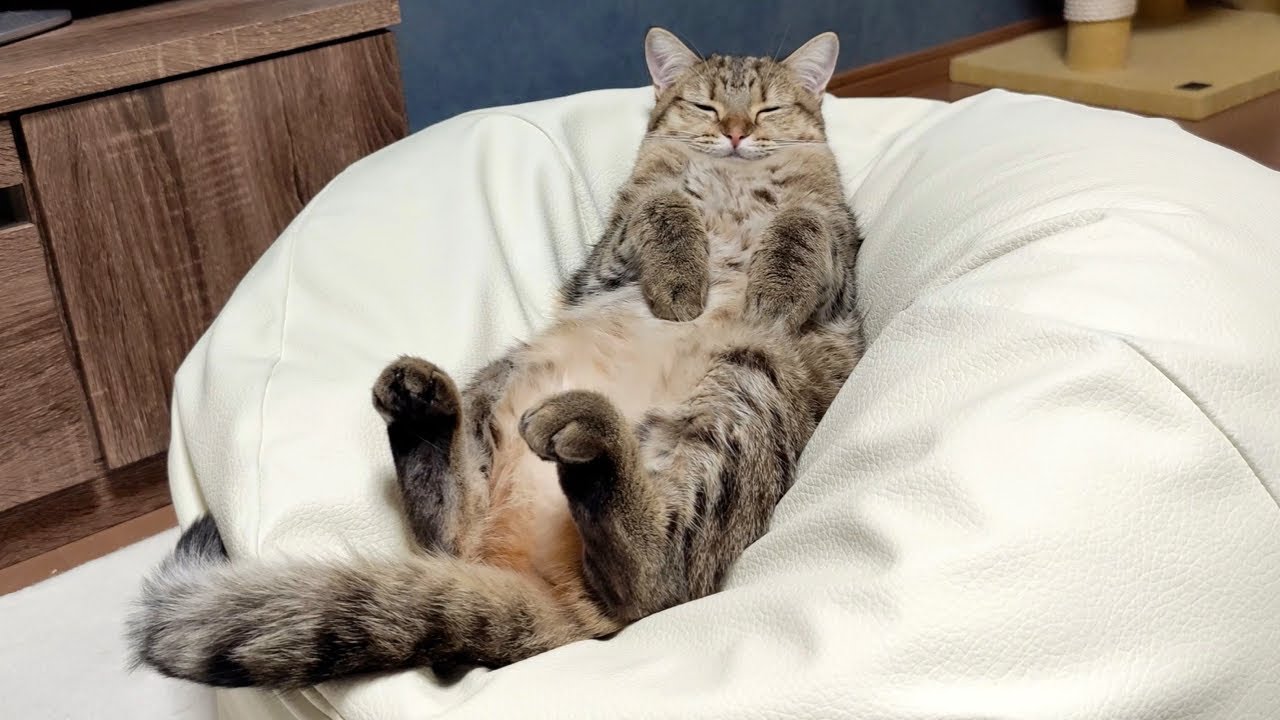 知らない間に猫が冬毛でもっふもふになってました！