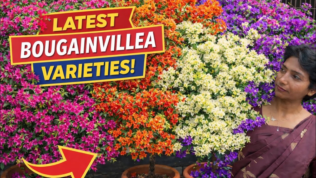 പുതിയ ബോഗൻവില്ലാ ഇനങ്ങൾ! Latest Bougainvillea varieties!