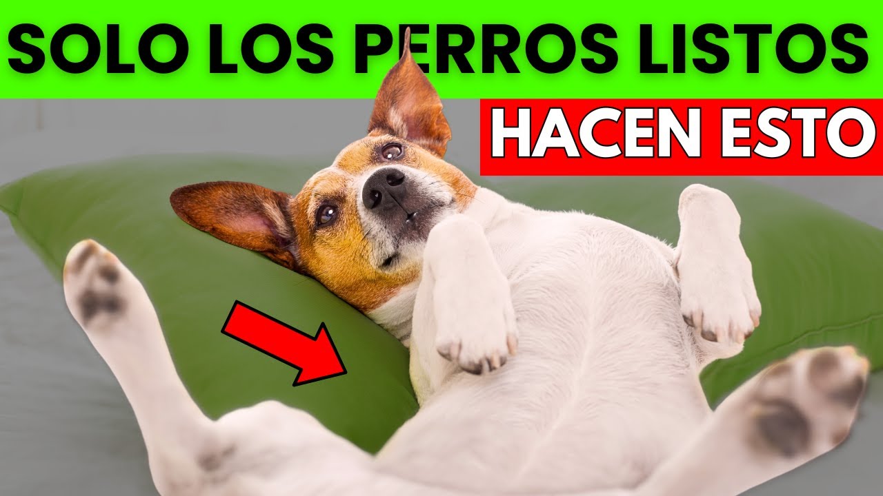 Cosas que solo hacen los perros súper inteligentes con sus dueños (y seguro no te diste cuenta)