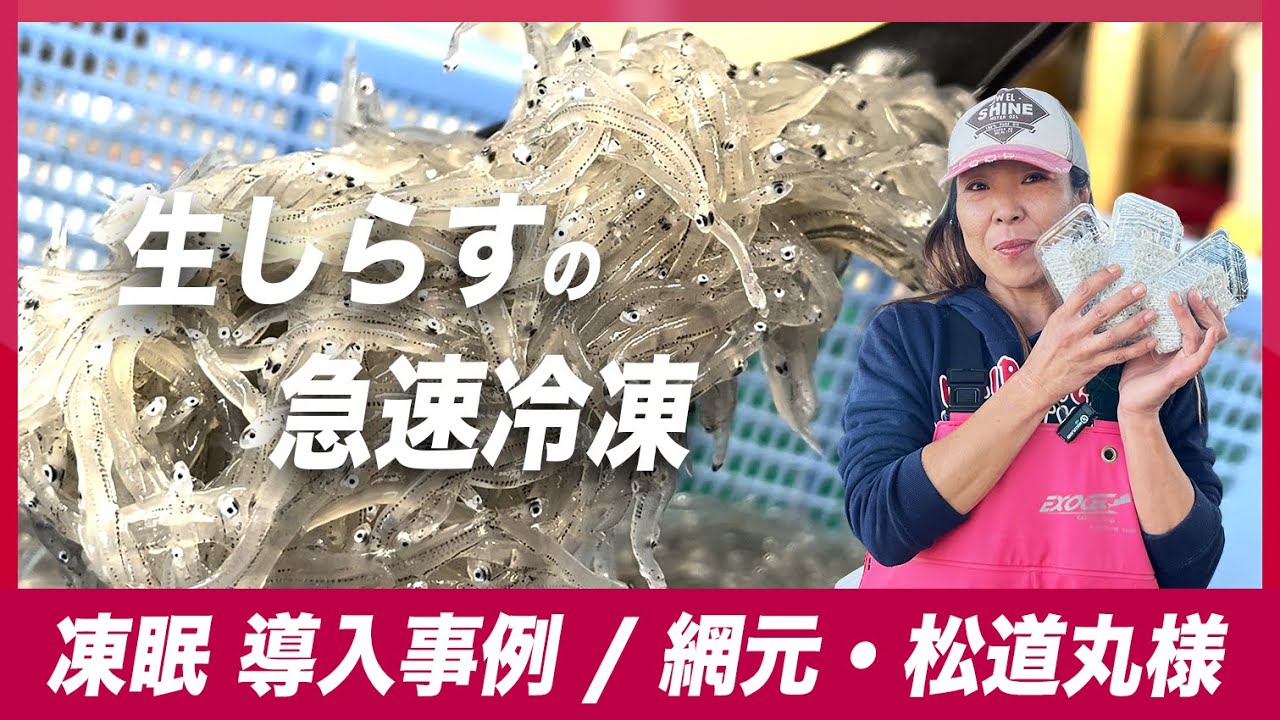 【導入事例】生しらすの急速冷凍 | 網元さんならではの鮮度へのこだわり！ 松道丸様