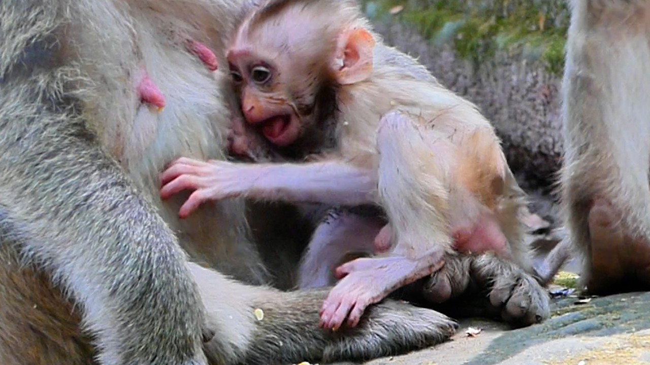 Update Situation Baby Boris and Grand Newborn of Briana !